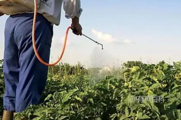 蔬菜植物生长调节剂的使用注意事项及范围与方式