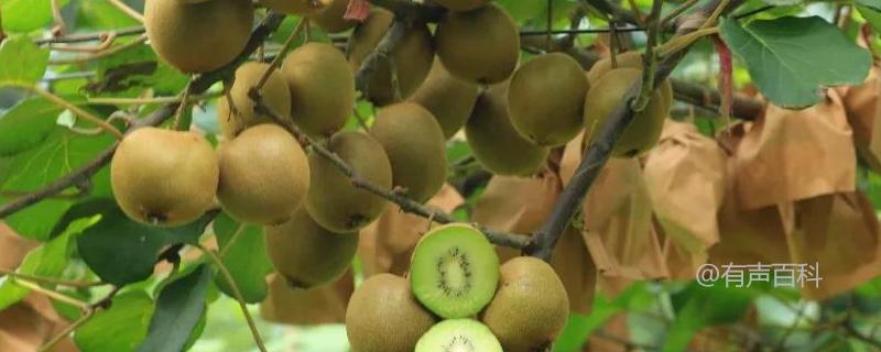 常见的碱性蔬菜包括西兰花、芹菜、黄瓜、菠菜