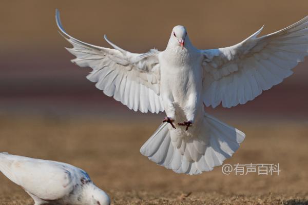 鸽子能长时间喝凉白开吗？饮用凉白开是否可预防寄生虫感染？