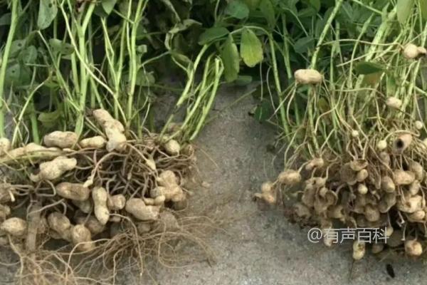 花生烂种症状及常见表现：出苗不齐或缺苗