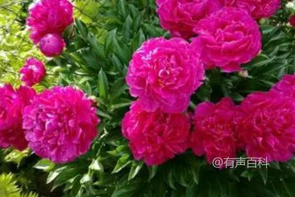 芍药花花语大全，寓意依依惜别、难舍难分 