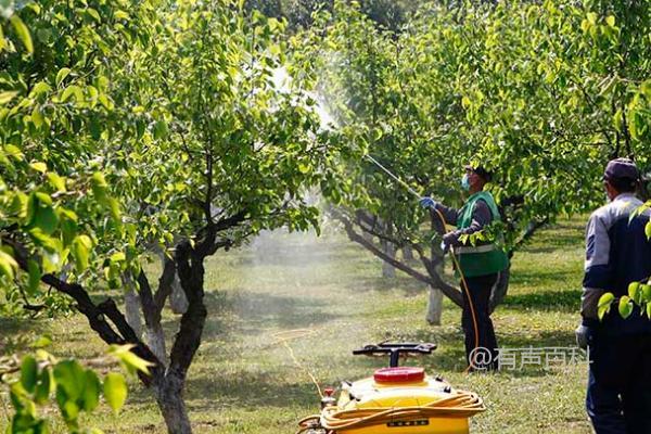 冬春梨树病虫害防治方法：人工防治与药剂防治