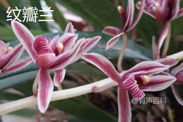 种植兰花应选择什么土壤？最适合兰花生长的土壤要求是怎样的？