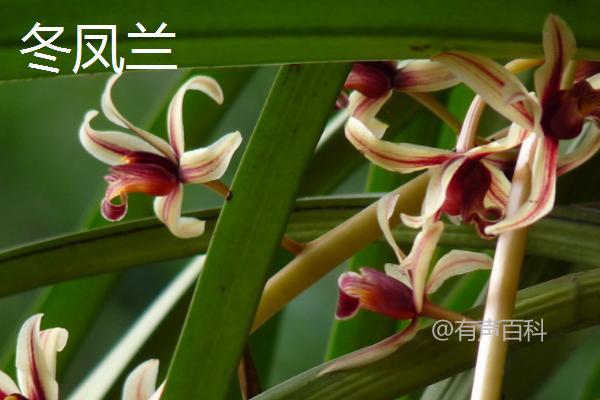 种植兰花应选择什么土壤？最适合兰花生长的土壤要求是怎样的？