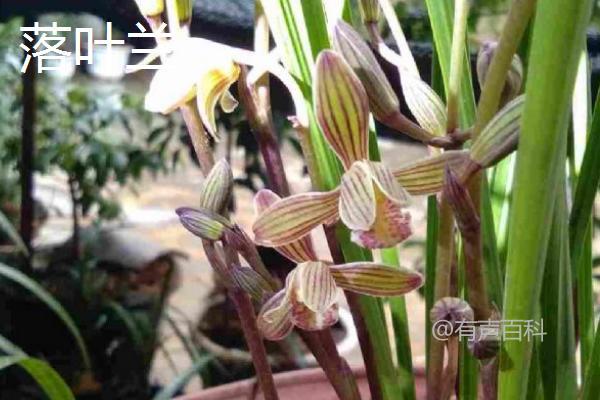 种植兰花应选择什么土壤？最适合兰花生长的土壤要求是怎样的？