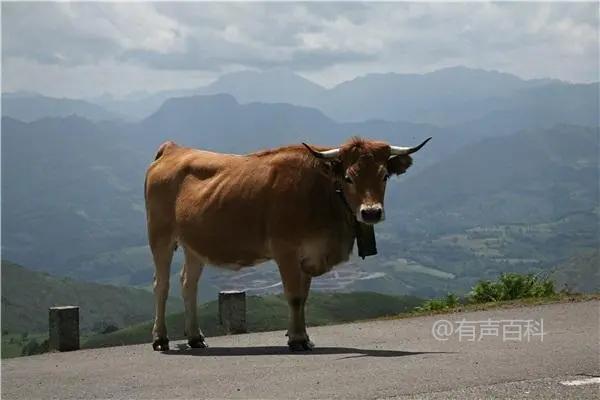 牛的养殖技术与饲养方法，饲草饲料的多样化管理