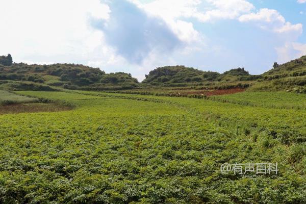 如何种植当归种子，6月最佳播种时间