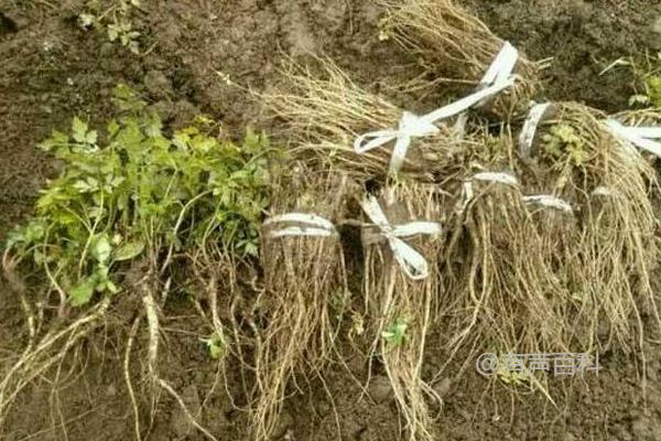 如何种植当归种子，6月最佳播种时间