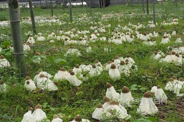 竹荪种植方法及培育地湿润状态的重要性