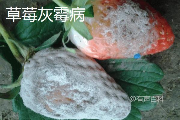 根据百度SEO规范，建议将文章标题修改为：草莓病虫害防治方法：农业与药剂两大防治策略