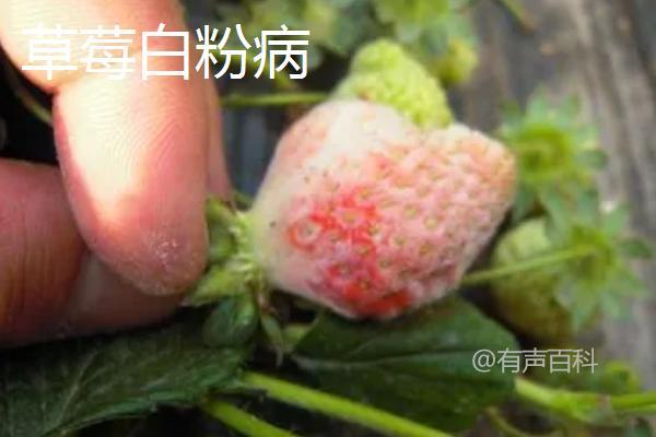 根据百度SEO规范，建议将文章标题修改为：草莓病虫害防治方法：农业与药剂两大防治策略