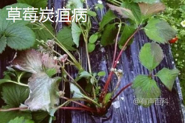 根据百度SEO规范，建议将文章标题修改为：草莓病虫害防治方法：农业与药剂两大防治策略