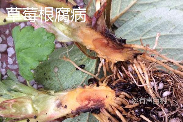 根据百度SEO规范，建议将文章标题修改为：草莓病虫害防治方法：农业与药剂两大防治策略