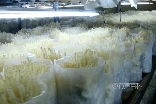 种植无公害金针菇的方法：利用棉籽壳、秸秆、木屑作为栽培基质