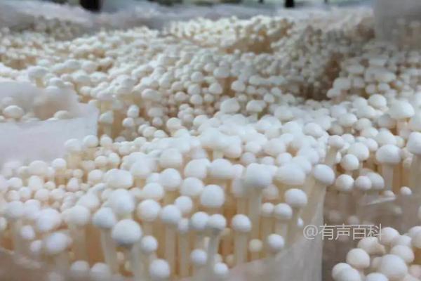 种植无公害金针菇的方法：利用棉籽壳、秸秆、木屑作为栽培基质