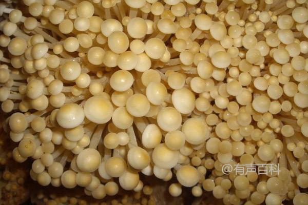 种植无公害金针菇的方法：利用棉籽壳、秸秆、木屑作为栽培基质