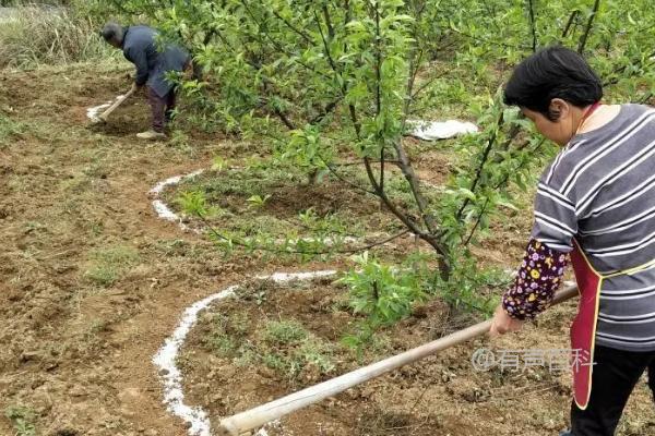 生物肥的使用技巧：与化肥搭配使用，活化土壤、调节养分