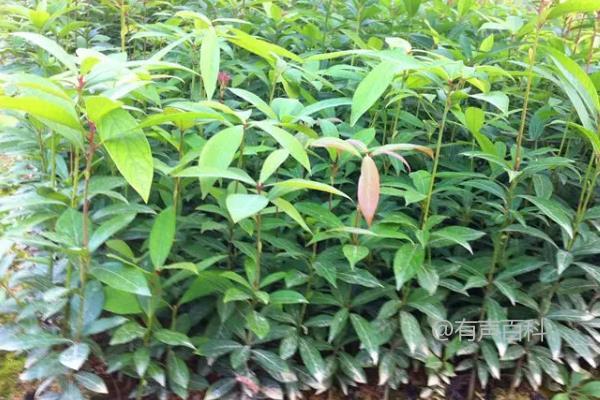 庭院种植金丝楠木风水布局是否适宜？