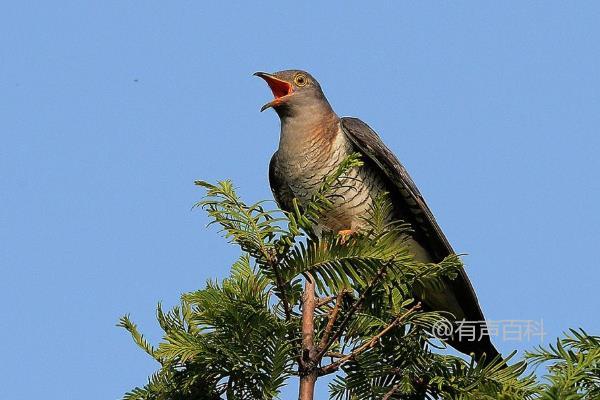 杜鹃的食物有哪些？不同种类的详细介绍