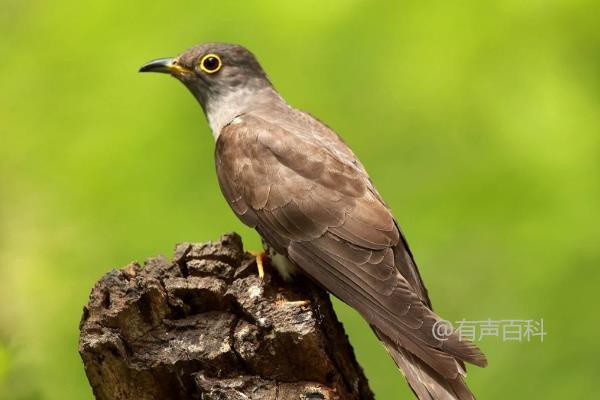 杜鹃的食物有哪些？不同种类的详细介绍