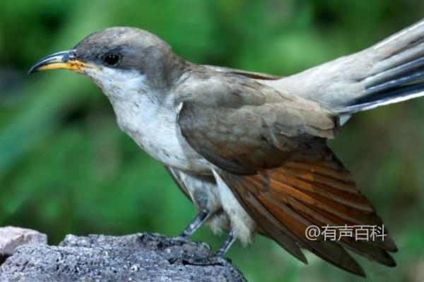 杜鹃的食物有哪些？不同种类的详细介绍