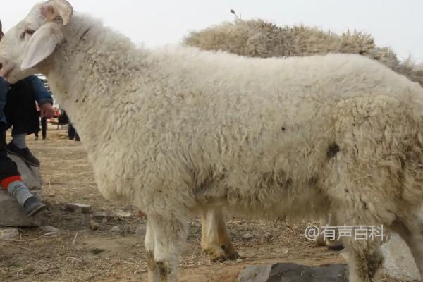 大羊拉稀药用什么最快止泻