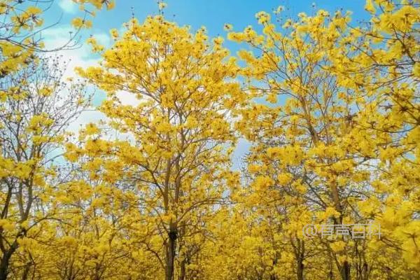 黄花风铃木的开花时间