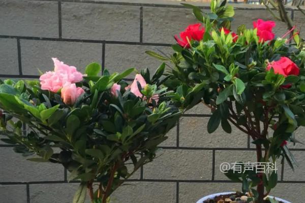 根据百度SEO规范，建议将文章标题修改为：“杜鹃花花期管理及开花技巧：开花时室内放置的注意事项”