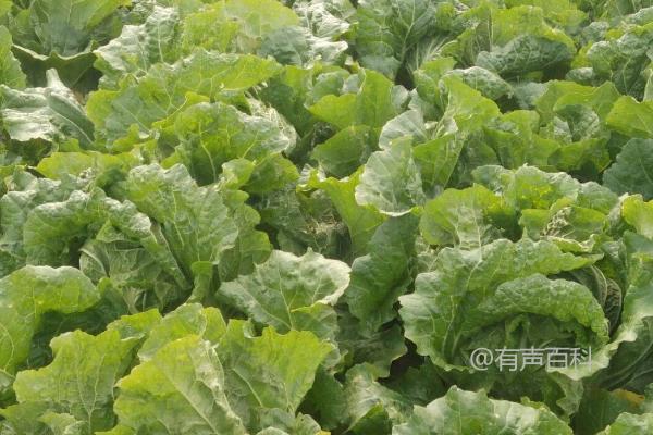 6月适宜种植的蔬菜有哪些？白菜、萝卜、黄瓜、豇豆等品种介绍