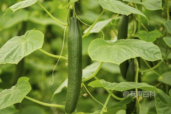 6月适宜种植的蔬菜有哪些？白菜、萝卜、黄瓜、豇豆等品种介绍