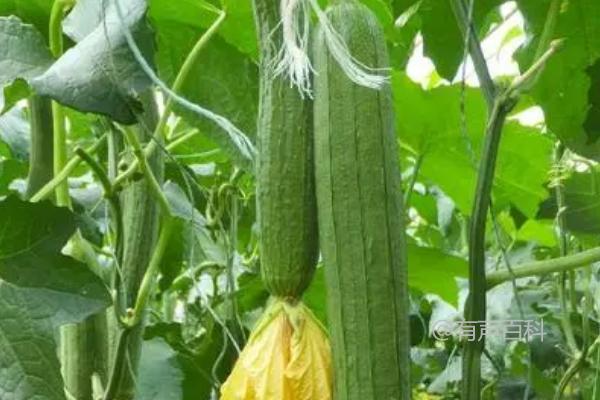 6月适宜种植的蔬菜有哪些？白菜、萝卜、黄瓜、豇豆等品种介绍