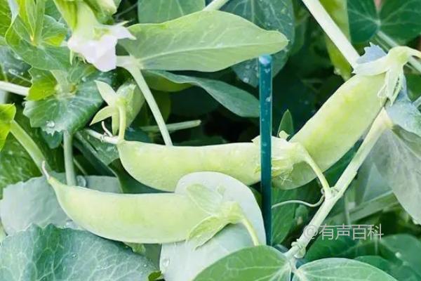 6月适宜种植的蔬菜有哪些？白菜、萝卜、黄瓜、豇豆等品种介绍