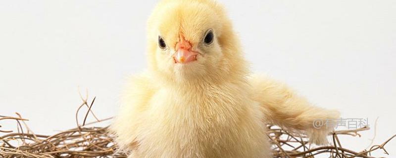 孵化小鸡的注意事项及刚出壳小鸡的喂养方法