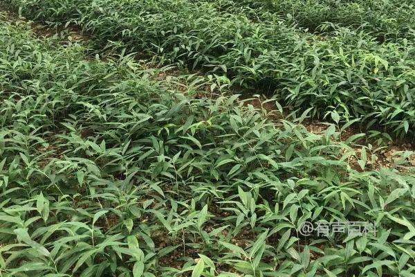 黄精种植：一亩地适合种植多少棵黄精？