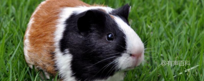 豚鼠（学名：Cavia porcellus），又称荷兰猪，是一种常见的小型啮齿动物，具有以下生理和外形特征：

1. **生理特征**：
   - 豚鼠通常体长约20-25厘米，体重在700克到1.2千克之间。
   - 它们拥有发达的四肢和爪，适应了穴居和草原生活。
   - 豚鼠是杂食性动物，主要以植物为食，包括各种草、叶、根和水果。

2. **外形特征**：
   - 豚鼠的头部较大，眼睛和耳朵都相对较小。
   - 身体呈现圆胖的形状，没有明显的尾巴。
   - 毛色多样，有白色、黑色、棕色等各种颜色，也有斑纹和混合色的个体。

这些特征使得豚鼠成为人们喜爱的宠物之一，也常被用于科学研究中。