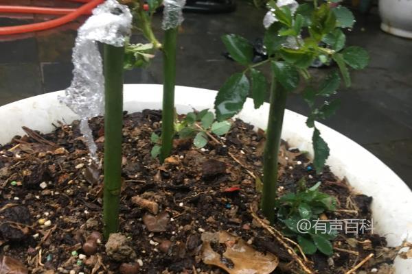 蔷薇花剪枝后直接插入土壤可成活吗？