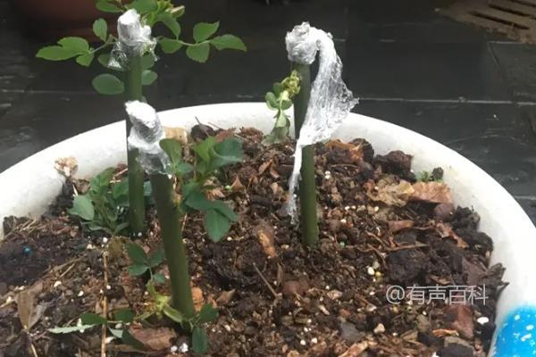 蔷薇花剪枝后直接插入土壤可成活吗？