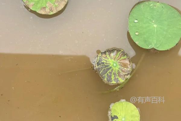 碗莲叶片发黄怎么办？肥料过多可以更换土壤并适当浇水