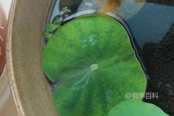 碗莲叶片发黄怎么办？肥料过多可以更换土壤并适当浇水