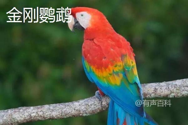 金刚鹦鹉适合个人饲养吗？如何办理野生动物驯养繁殖许可证？