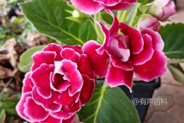 # 大岩桐开花时间：每年3-8月是开花季节