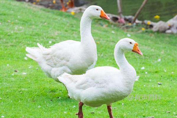 如何管理宠物鹅的排便行为：定时定量喂食是关键