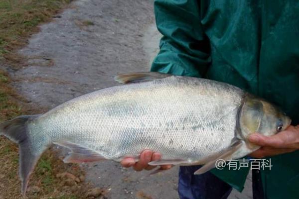 钓鲢鱼饵料配方，提供适合鲢鱼生活的环境