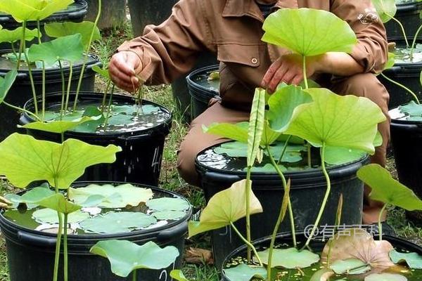 种植莲藕的步骤及注意事项