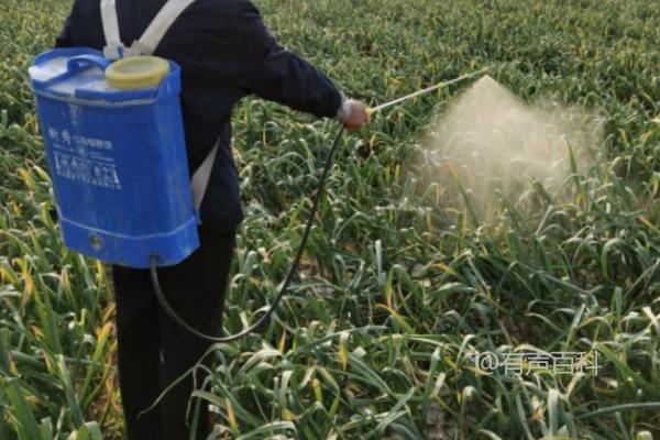 大蒜中后期肥料需求及抽薹期氨基酸水溶肥的使用