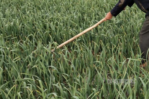 大蒜中后期肥料需求及抽薹期氨基酸水溶肥的使用