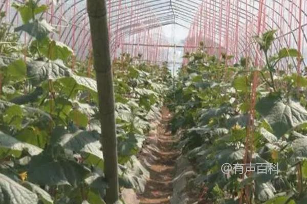 黄瓜生长期适合使用哪种肥料——氮肥、磷肥、钾肥和有机肥