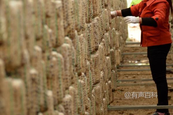 黑木耳种植如何稳定增产，浸泡菌料在营养液中1天