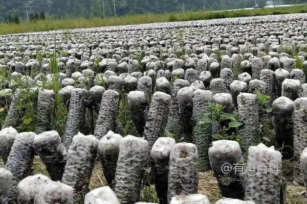 黑木耳种植如何稳定增产，浸泡菌料在营养液中1天