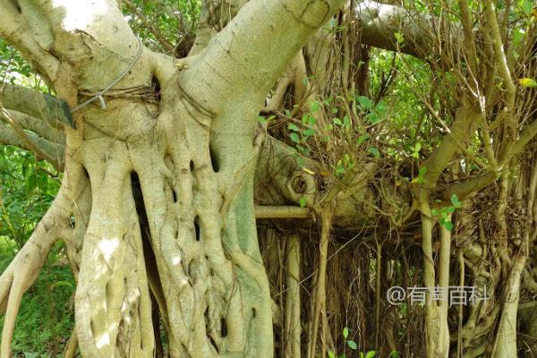 榕树在门口的风水十大禁忌

请问有什么关于榕树在门口的风水禁忌方面的问题吗？我会尽力回答您的疑问。